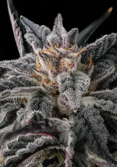 Paradise Seeds x Compound Genetics Nakamarra feminizovaná semena, 3 ks