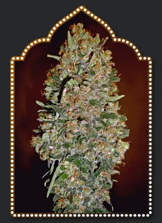 00 Seeds Chocolate Skunk Auto feminizovaná semena