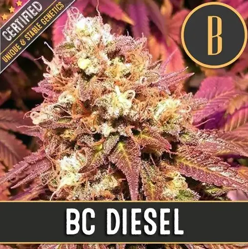 BlimBurn Seeds BC Diesel feminizovaná semena