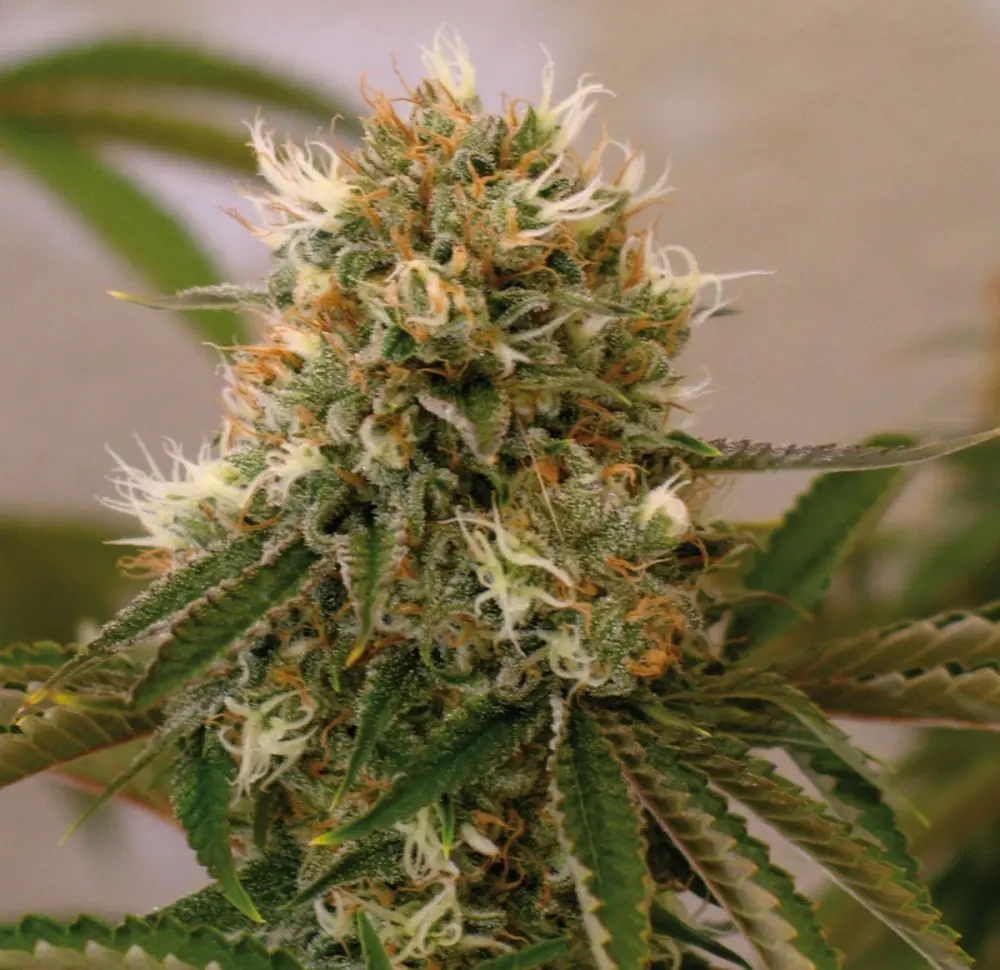 Red Cherry Berry – feminizovaná semínka 10ks Barney Farms