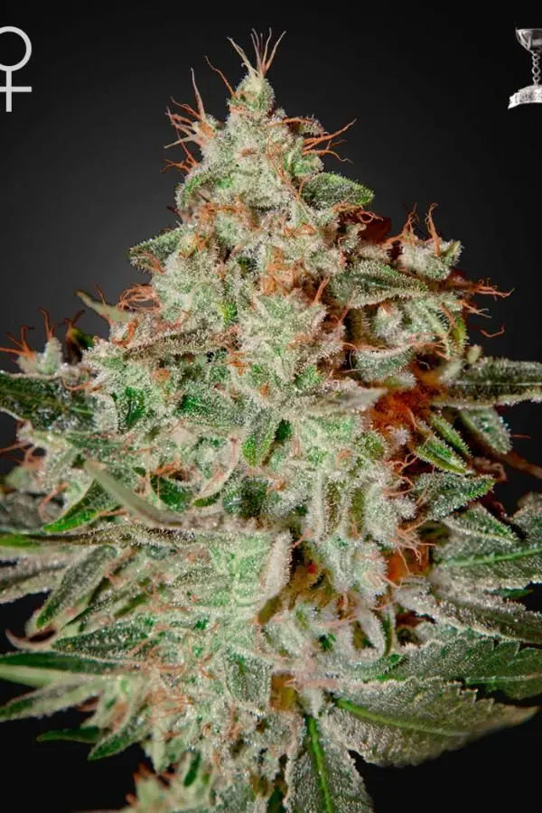 Lemon Skunk Feminizovaná Semínka - 5