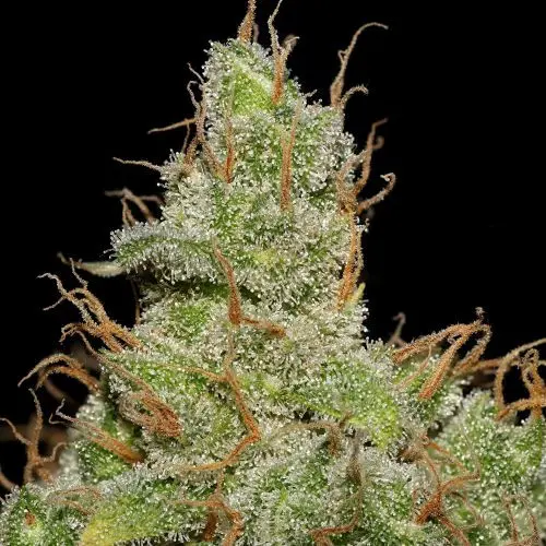 Jack Herer - feminizovaná semínka 3 ks Seedsman
