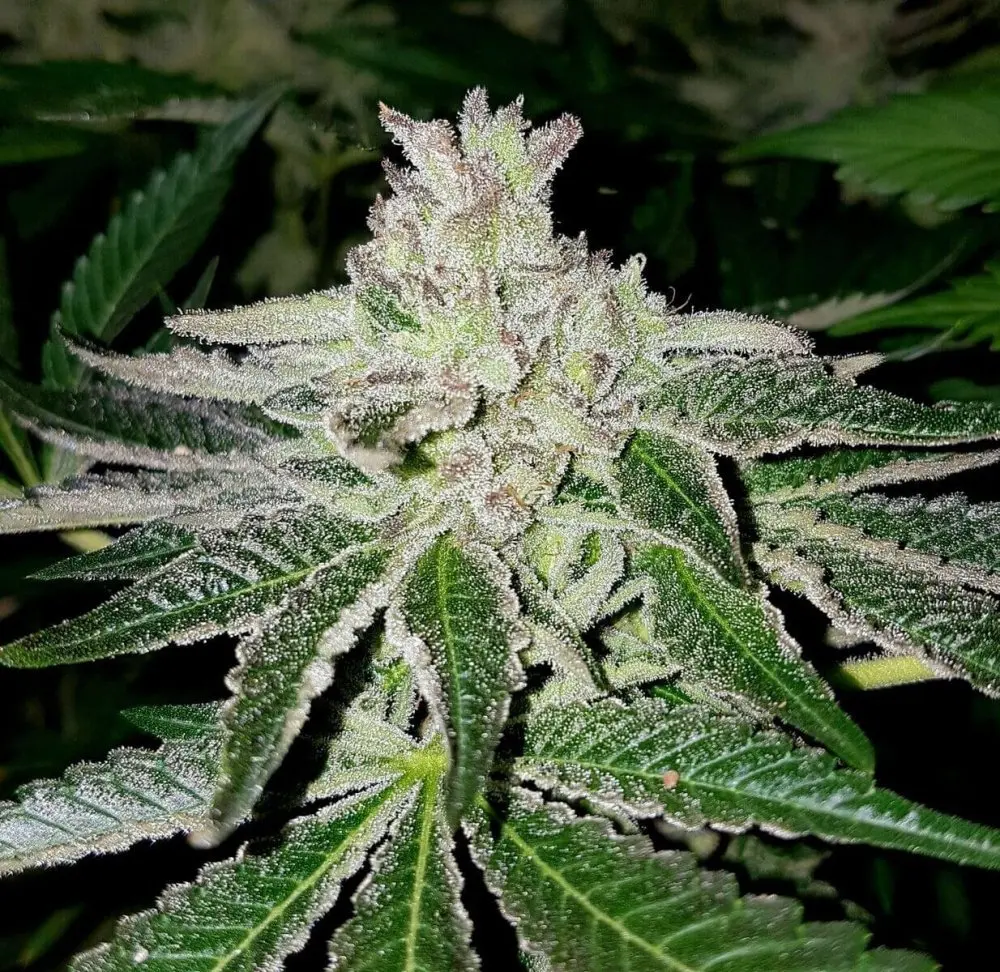Karma Genetics Orange HeadStash feminizovaná semena