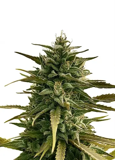 ONE Premium CBD Seeds Rocky Mountain Berry CBD feminizovaná semena