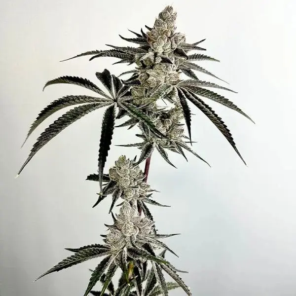 Exotic Genetix Lazeraws feminizovaná semena