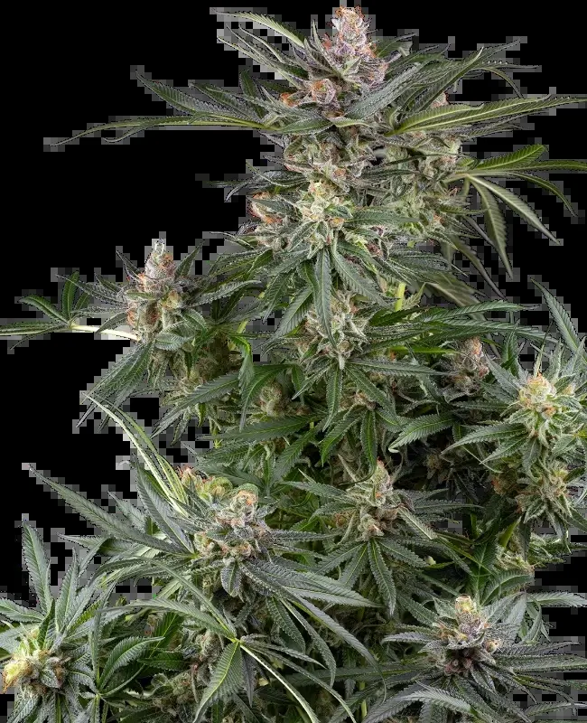 Sensi Seeds Dosimosa feminizovaná semena