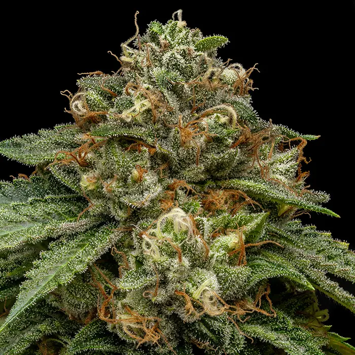 Ripper Seeds Kroma feminizovaná semena