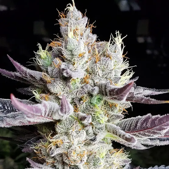 Ethos Genetics Booberry Cookies Rbx feminizovaná semena