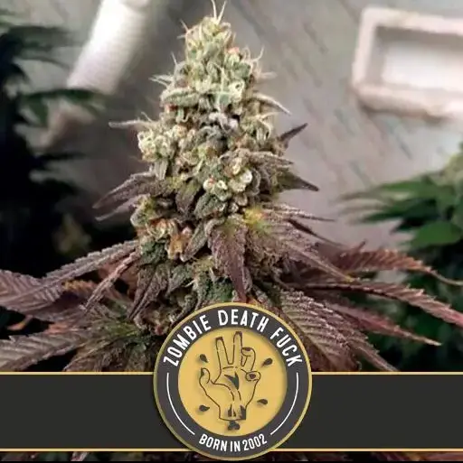 BlimBurn Seeds Zombie Death Fuck feminizovaná semena