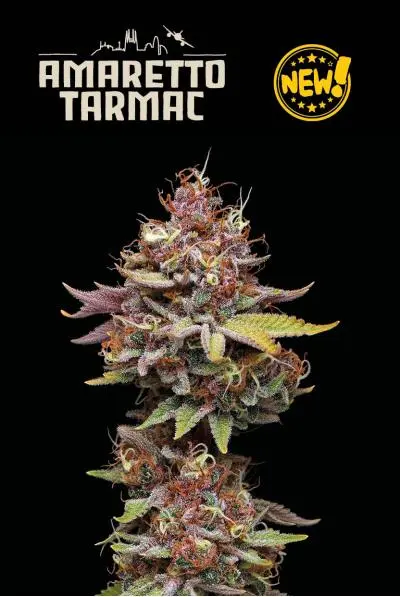 Seedstockers Amaretto Tarmac feminizovaná semena