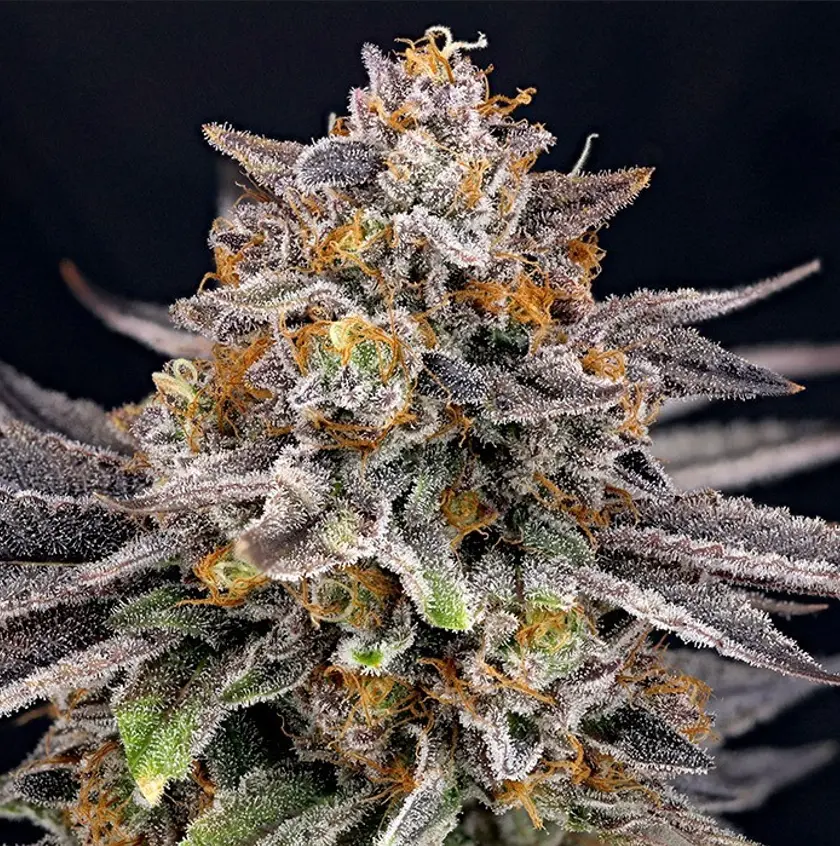 Ripper Seeds CandyGaz feminizovaná semena