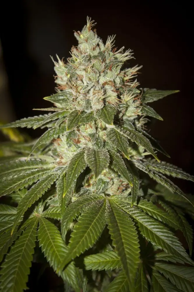 T.H. Seeds MK-Ultra Kush feminizované semeno