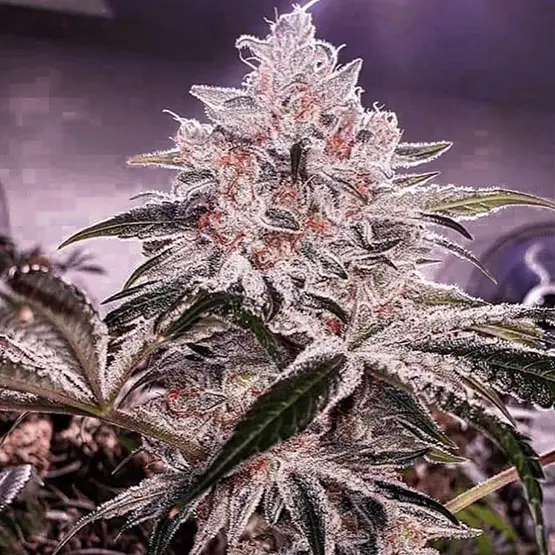 Ethos Genetics Ethos Apex R1 feminizovaná semena