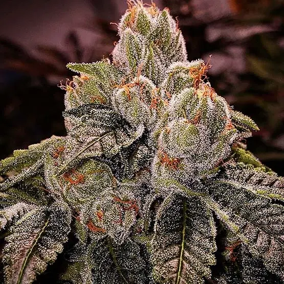 Ethos Genetics OG Dlux BX3 regulérní semena
