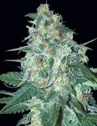 AK47 x Northern Light - 10 ks feminizovaných semen Growshop