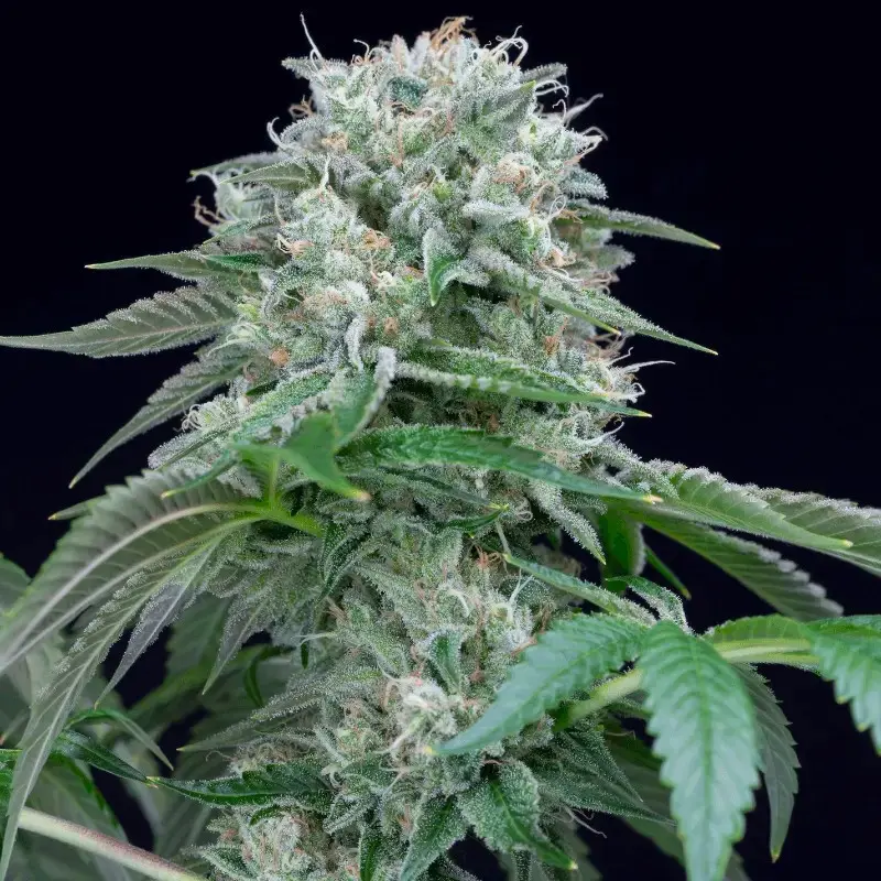 Starfire OG - feminizovaná semena 10ks, Silent Seeds