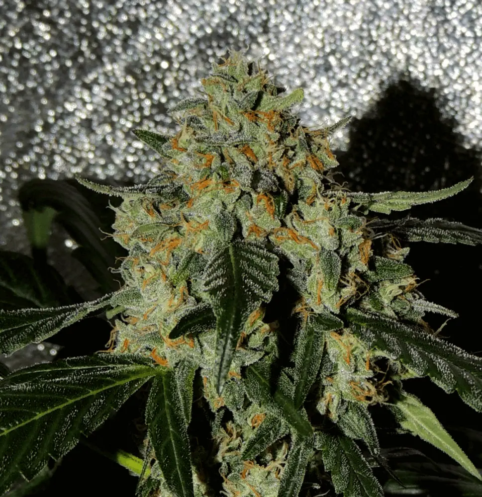 Karma Genetics Karma OG Jack feminizovaná semena