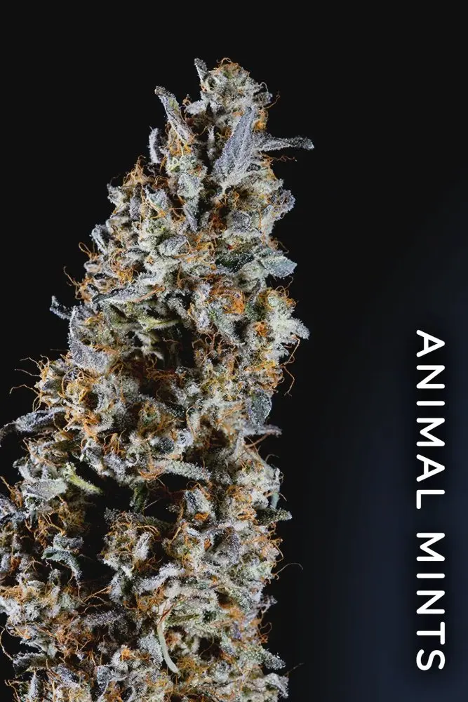 Paradise Seeds x Compound Genetics Animorph Mints feminizovaná semena, 5 ks
