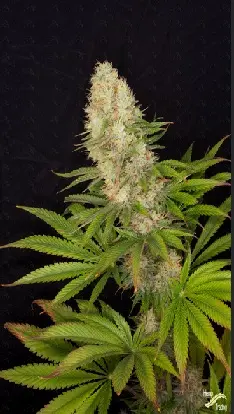 Buddha Seeds Panakeia High Terpenes CBG feminizovaná semena
