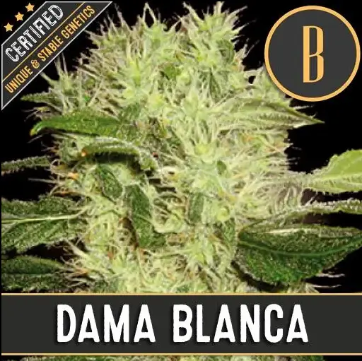 BlimBurn Seeds Dama Blanca feminizovaná semena