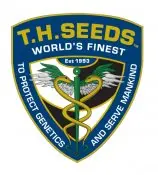 T.H. Seeds La S.A.G.E. Cake regulérní semena