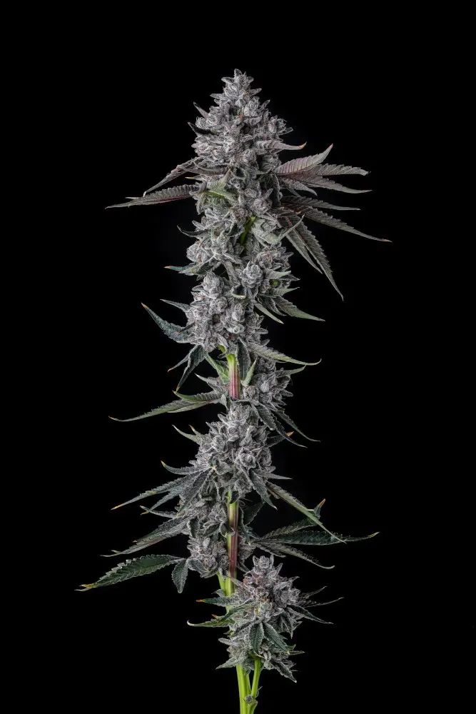 Paradise Seeds x Compound Genetics Chrome Dome feminizovaná semena, 7 ks