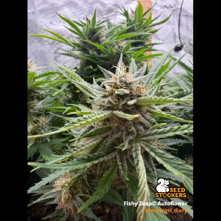 Seedstockers Fishy Zoap Auto samonakvétací semena