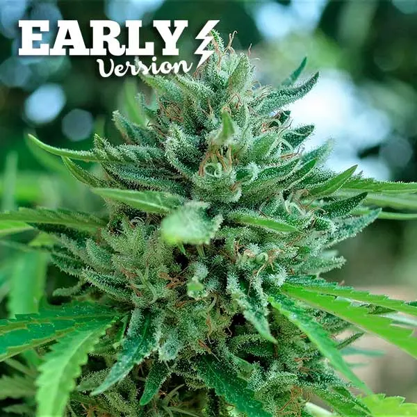 Delicious Seeds Delicious Cookies Early Version feminized seeds