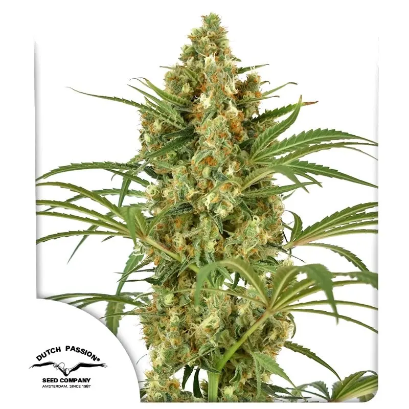 Snow Bud - feminizovaná semínka 3 ks Dutch Passion
