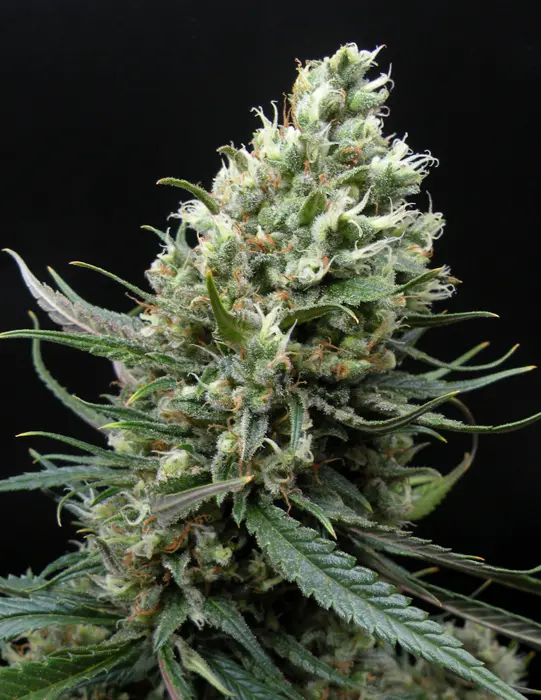 Ripper Seeds Ripper Haze feminizovaná semena