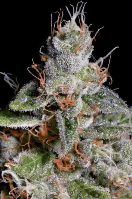 Paradise Seeds Original Cheese feminizovaná semena, 10 ks
