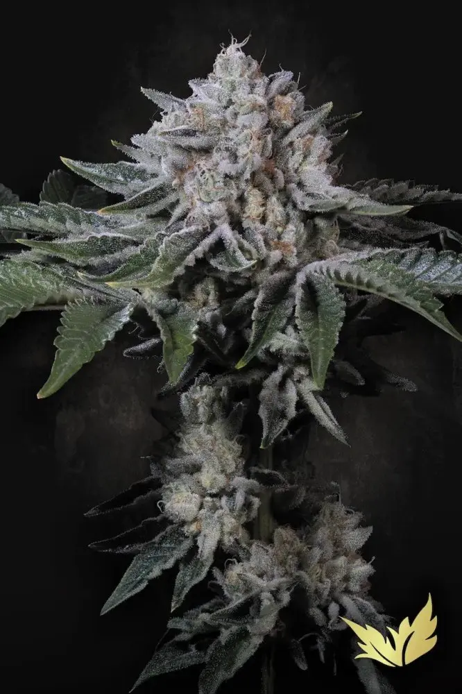 Paradise Seeds Peach Frosting Limited Edition feminizovaná semena