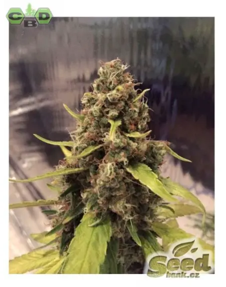 CBD Crew CBD 3D regulérní semena