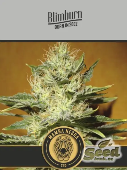 Black Mamba CBD feminizovaná semena od BlimBurn Seeds