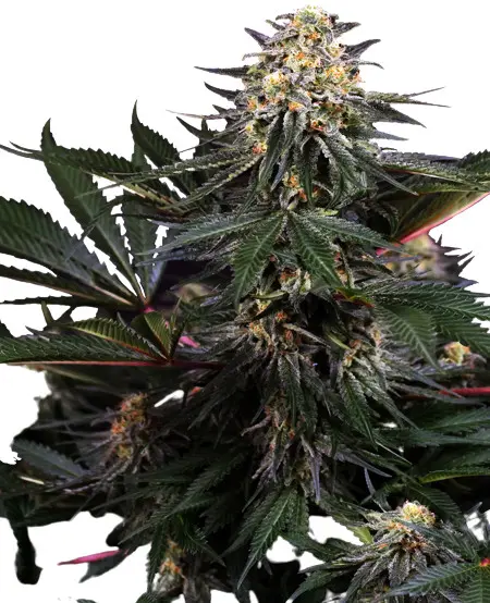 Lockdown Kush - Feminizovaná semena konopí 10 ks, Sensi Seeds