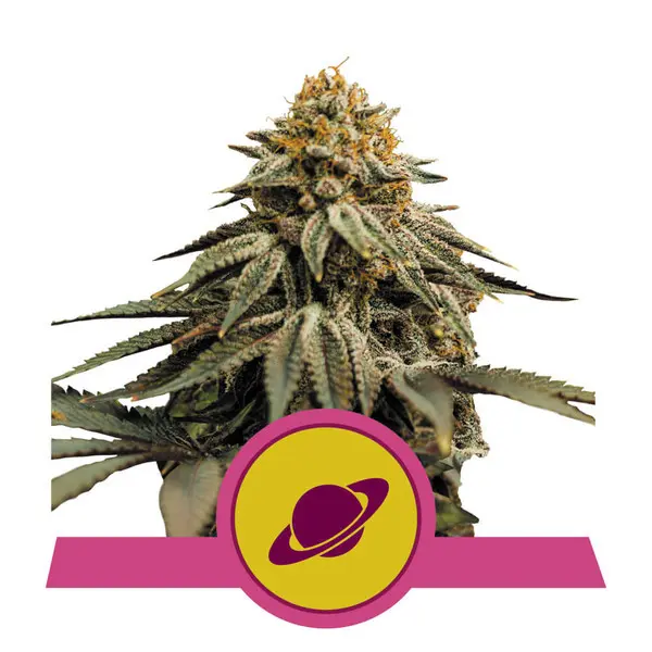 Royal Skywalker Feminizovaná Semínka - 3