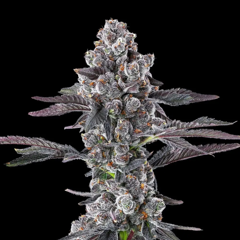 Maven Genetics Grape Amrita feminizovaná semena, 6 ks