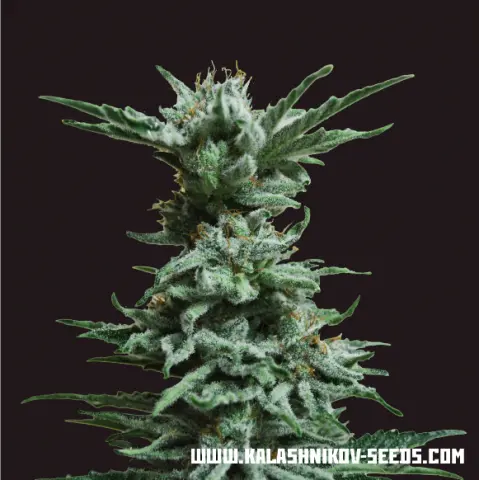 Kalashnikov Seeds AK Skunk feminizovaná semena