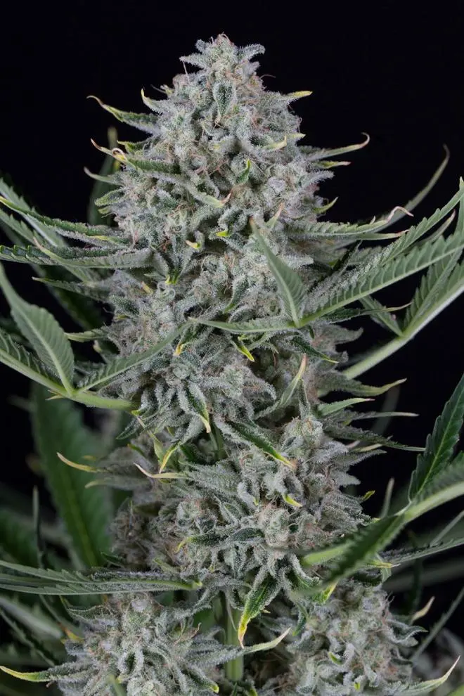 Dinafem Cookies Autoflowering samonakvétací semena