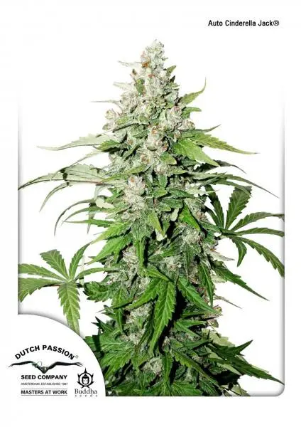 Cinderella Jack Auto Feminizovaná Semena 3