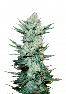 Tangie 'Matic Auto Feminizovaná Semínka - 10
