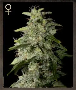 Greenhouse Strain Hunters Money Maker feminizovaná semena