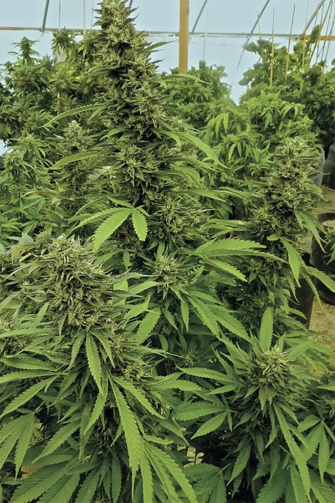 Chemdawg feminizovaná semena