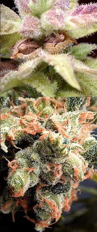 Delta 9 Labs CannaSutra regulérní semena