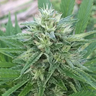 Ace Seeds Panama x Bangi Haze feminizovaná semena