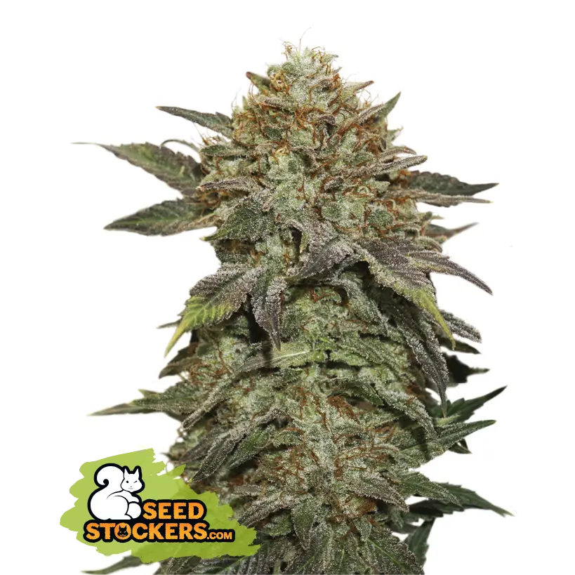 Seedstockers Fruit Cake feminizovaná semena