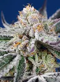 Sweet Seeds Orange Apricot Glue XL Auto samonakvétací semena