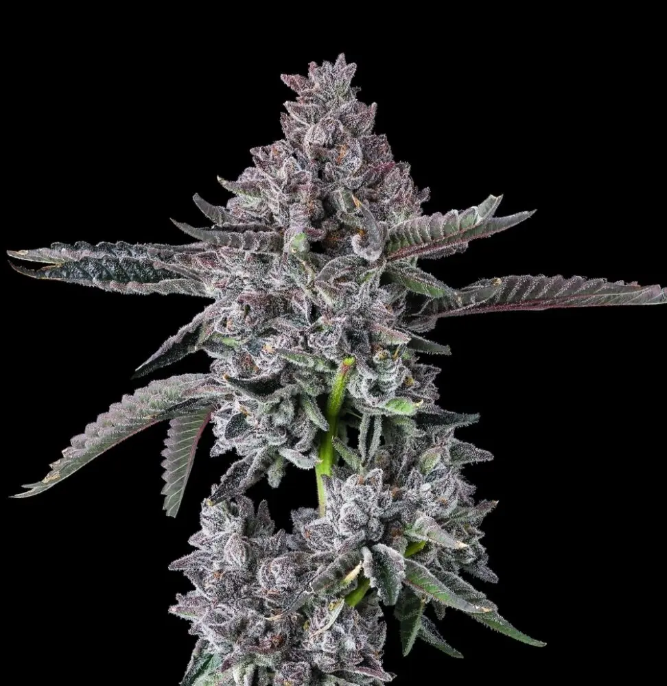 Maven Genetics Diamond Lotus feminizovaná semena, 6 ks