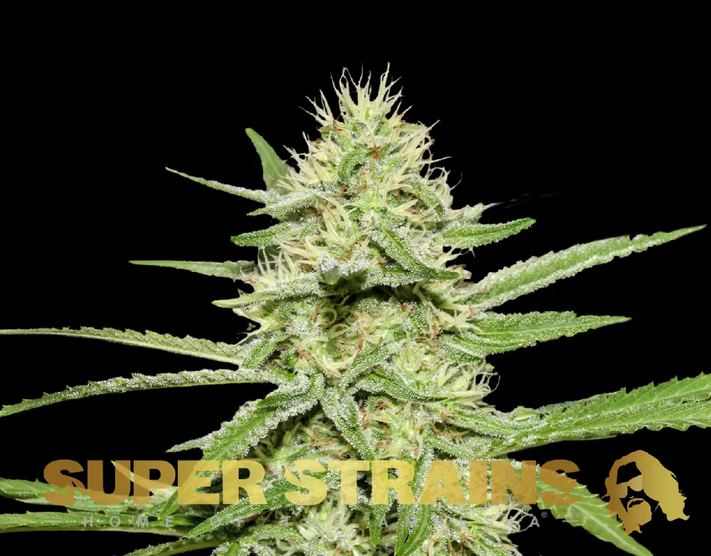 Super Strains Enemys Dream feminizovaná semena