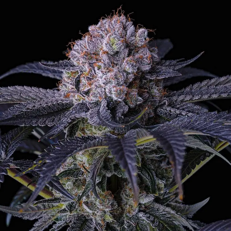Ethos Genetics Grape Balls of Fire Rbx feminizovaná semena